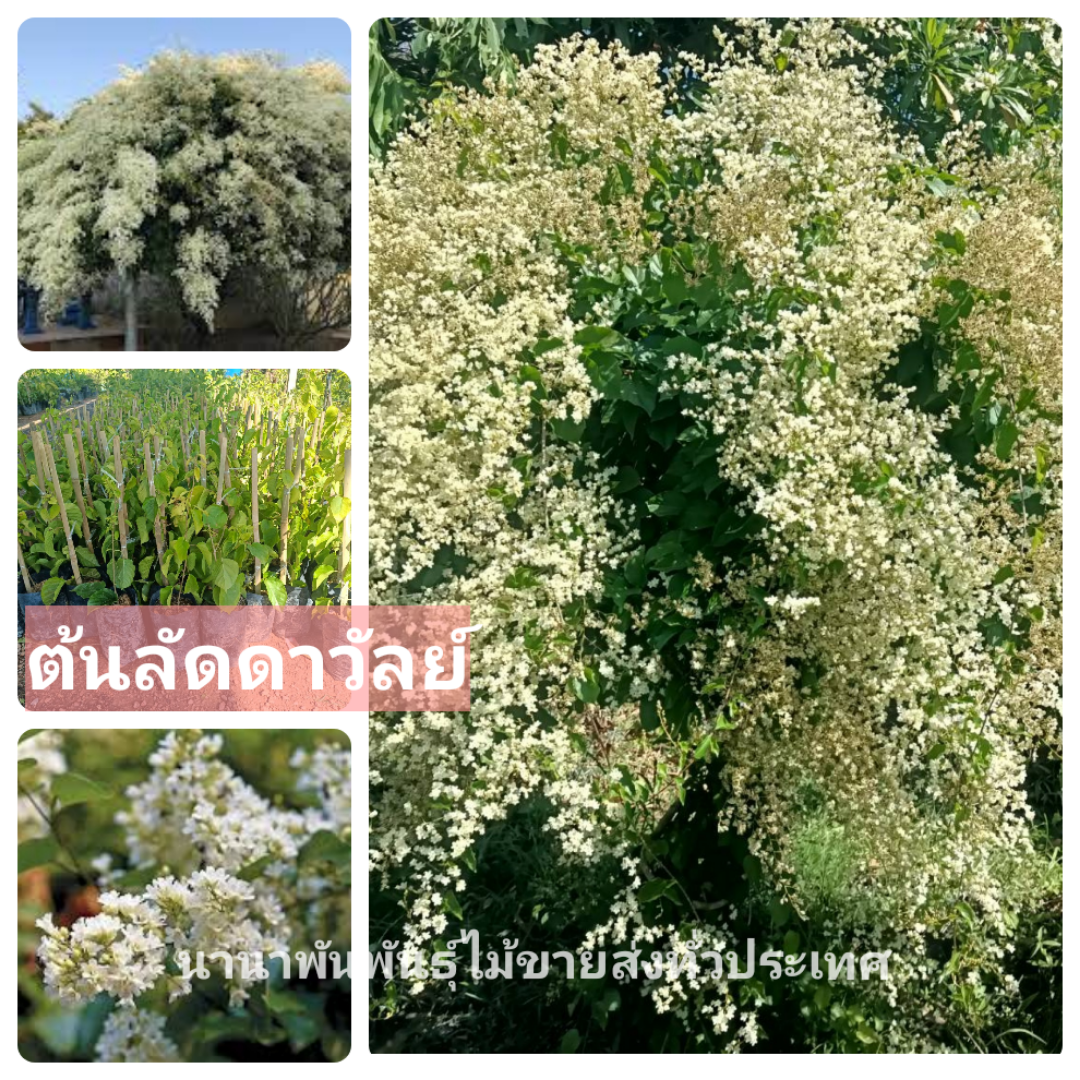 🌸#ต้นลัดดาวัลย์ไม้หอม ไม้เลื้อยดอกสวยกลิ่นหอม