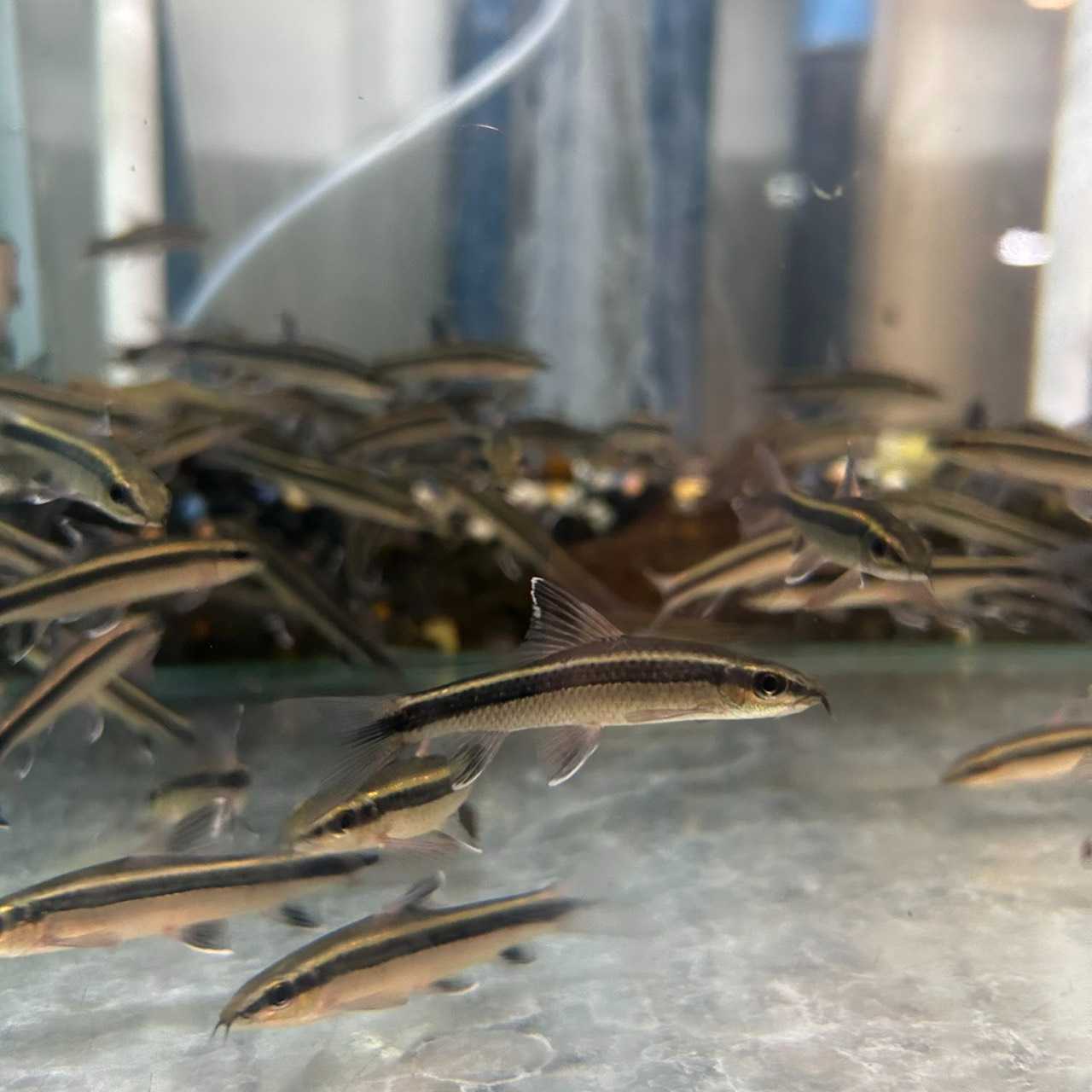 ปลาเล็บมือนางอินโด Halfbeak / Wrestling Halfbeak (ไซส์ 2 นิ้ว )