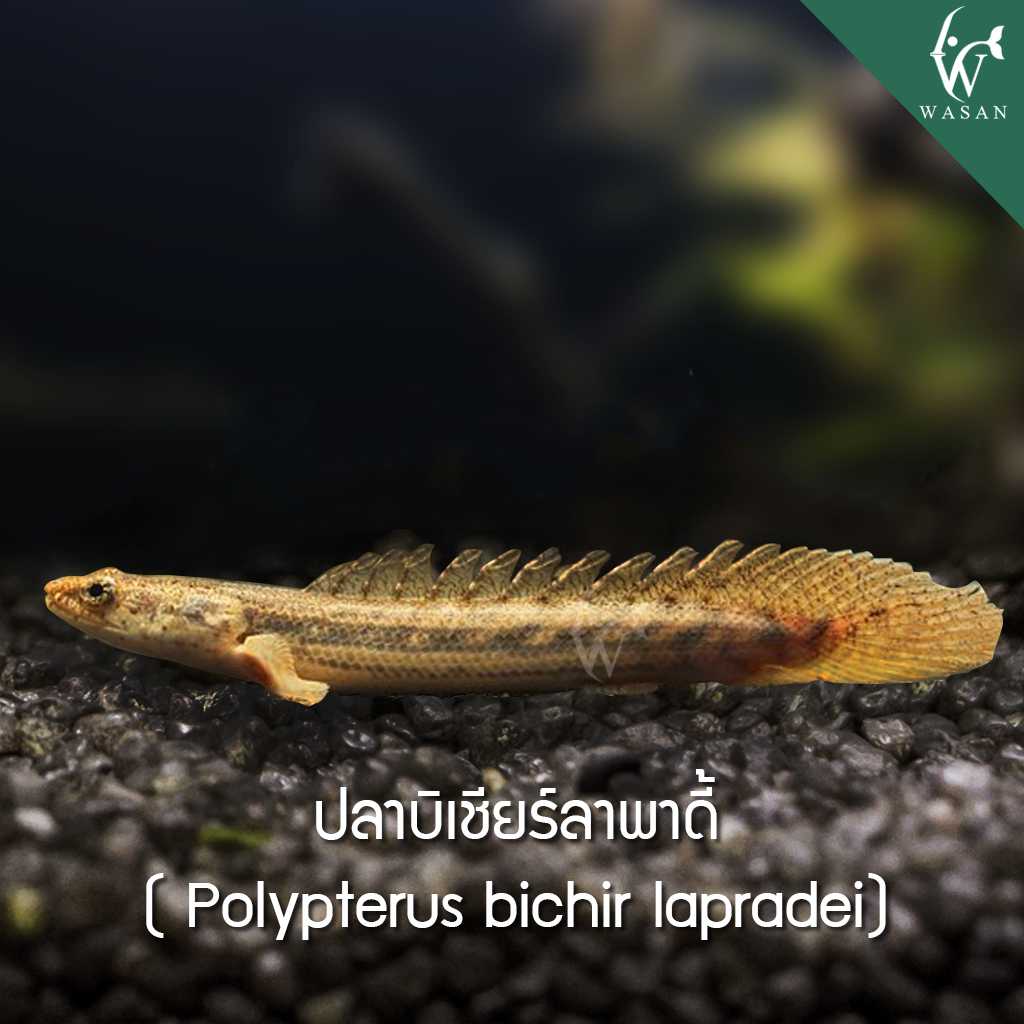 ปลาบิเชียร์ลาพาดี้ Polypterus bichir lapradei (3-3.5 นิิ้้้ว)