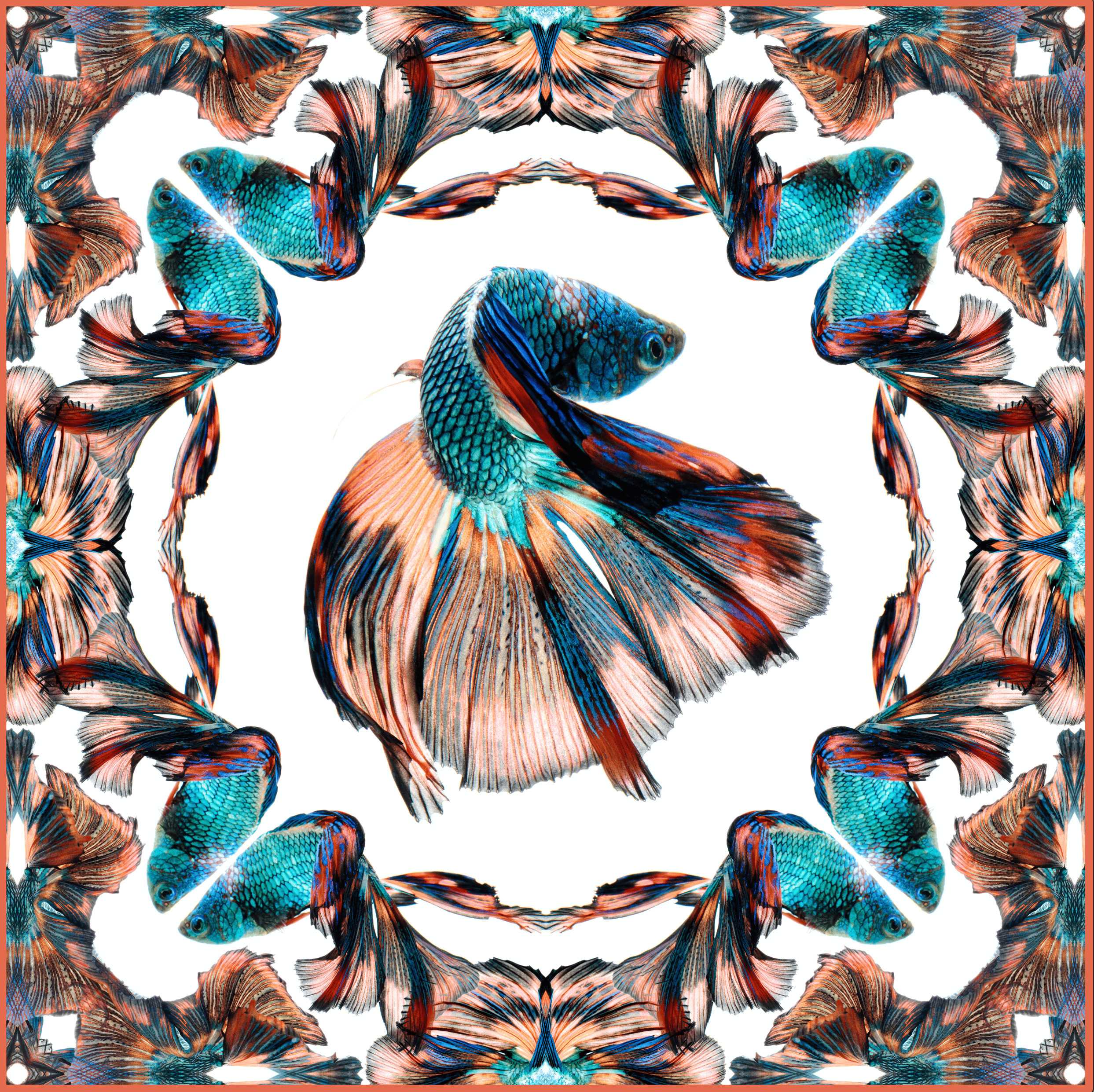 Turquoise Pink Fullmoon Betta Scarf - White