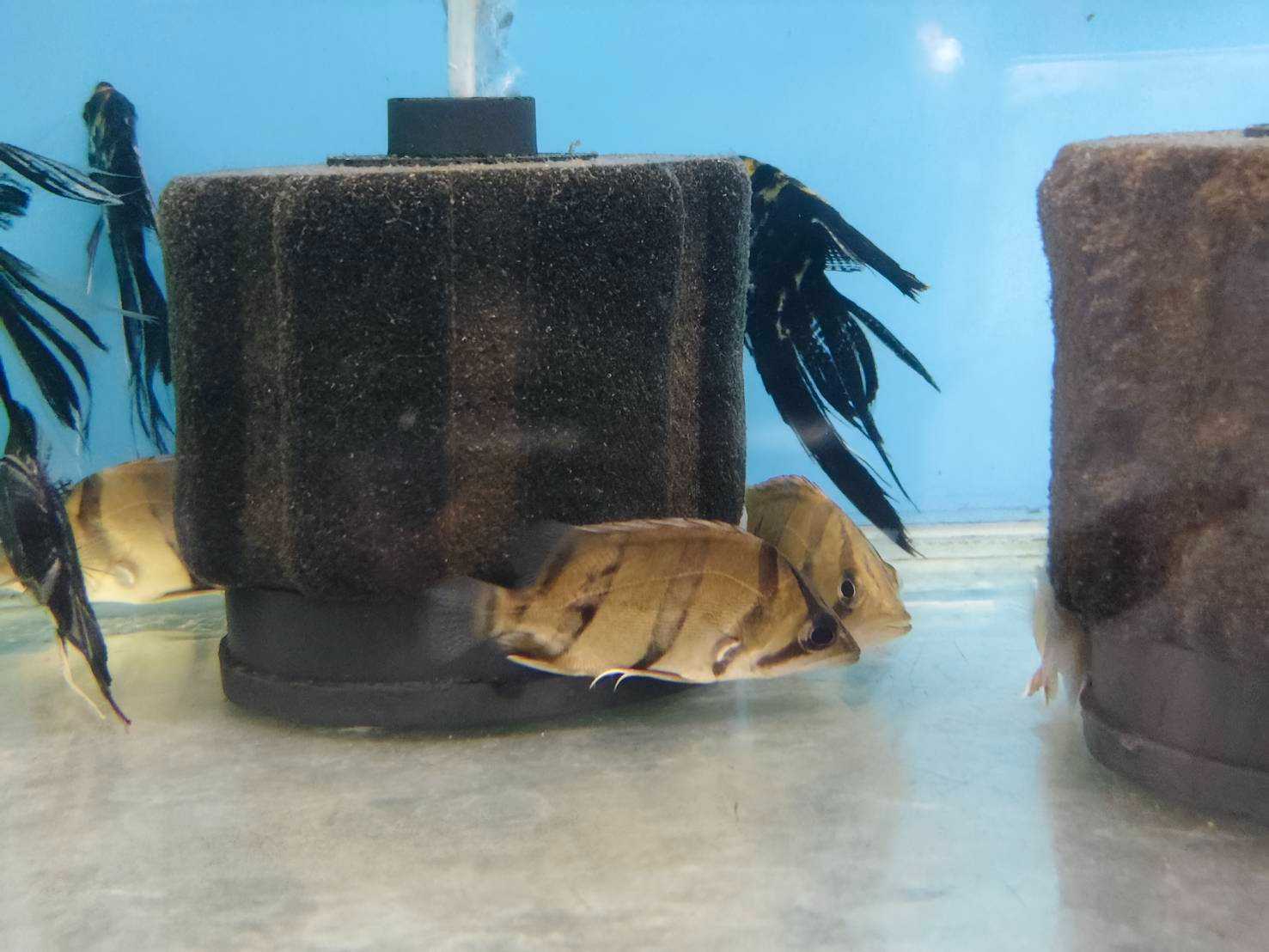 เสือตอลายเล็ก Datnioides polota (ไซส์  3 นิ้ว )