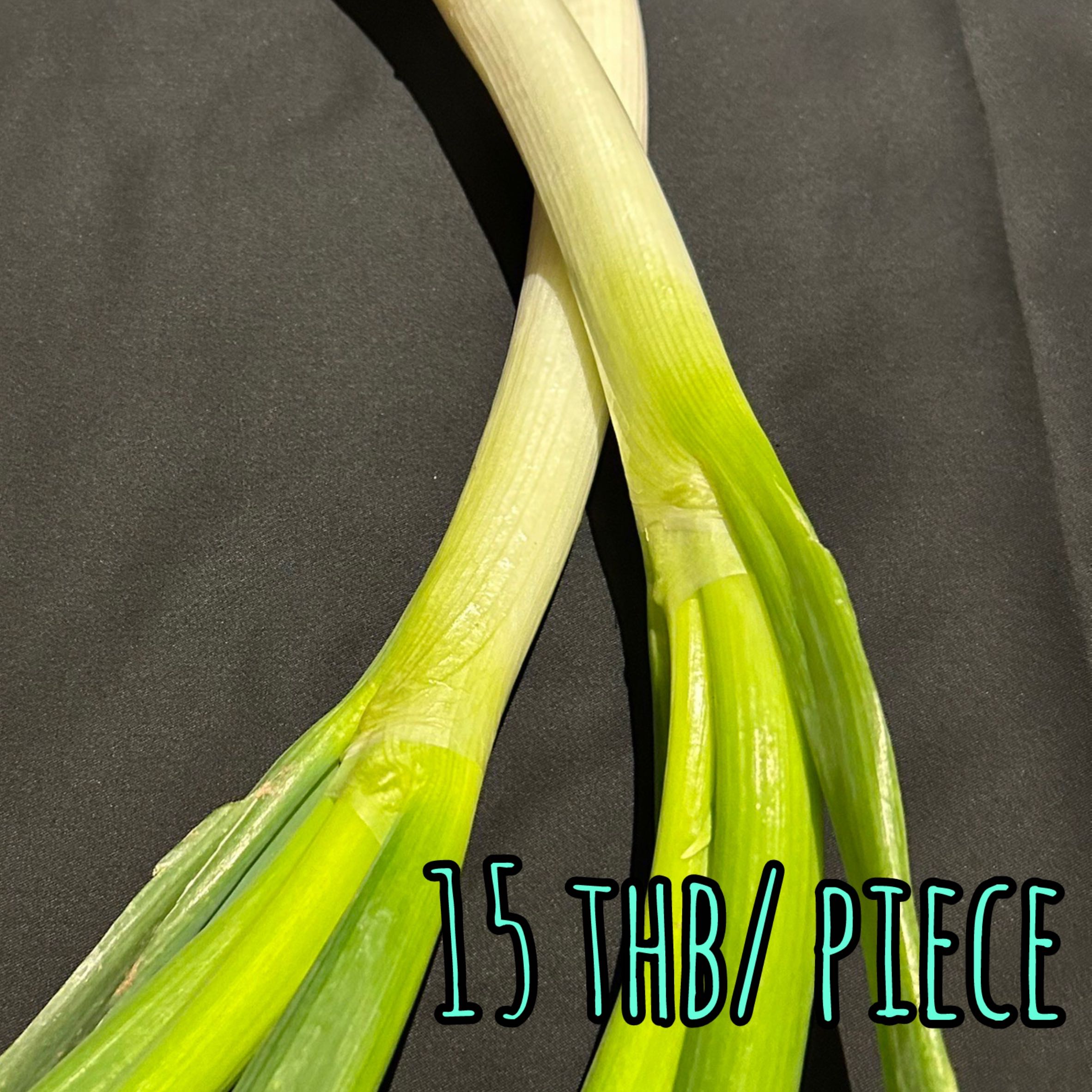 Japanese Spring Onion リーキ ต้อนหอมญี่ปุ่น