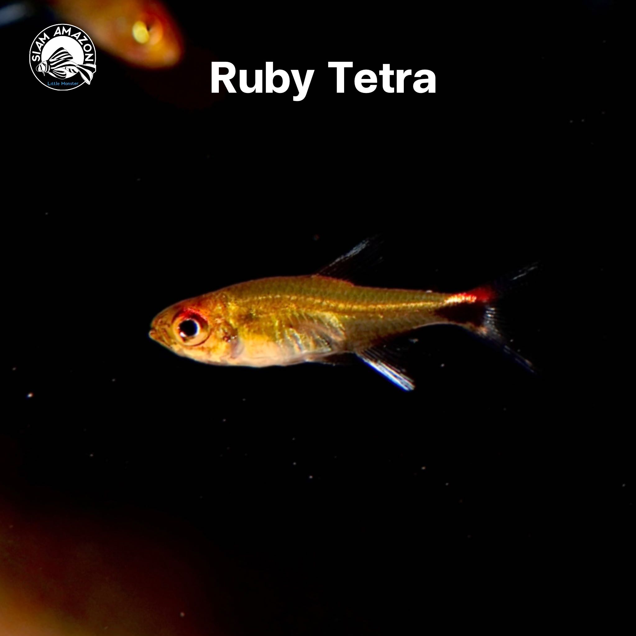 Ruby ปลารูบี้