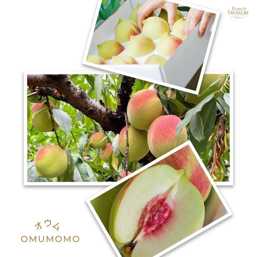 ‘Omu’ Japanese Peach 