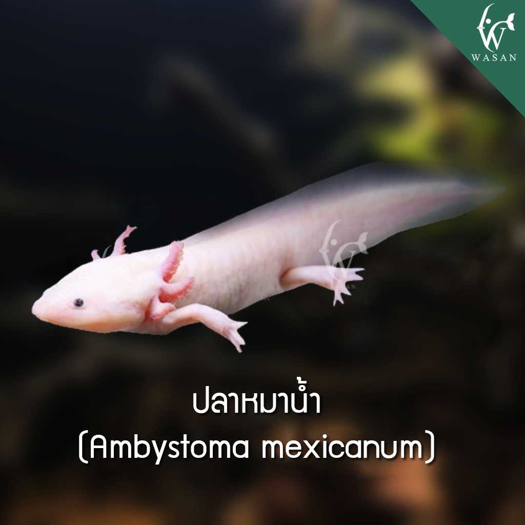 ปลาหมาน้ำ Ambystoma mexicanum (ไซส์ 5-6 นิ้ว)