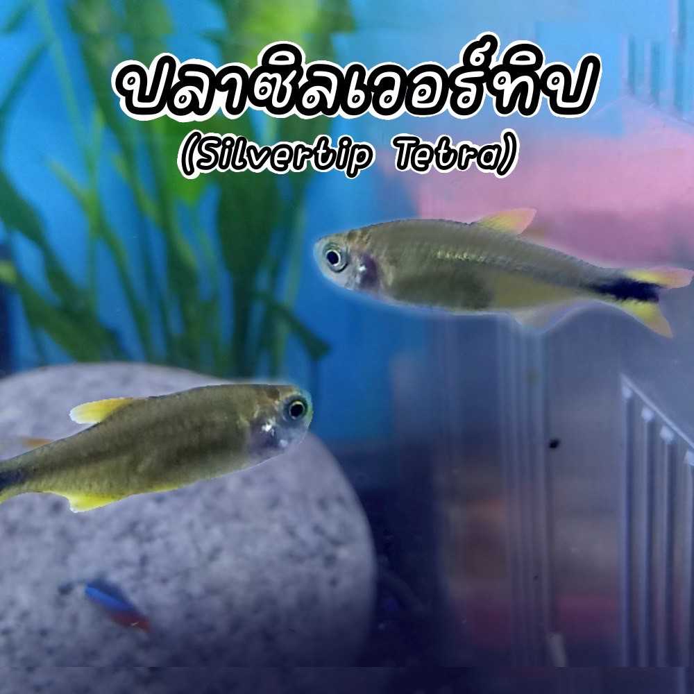 ปลาซิวเวอร์ทิป  Silvertip tetra  2 ตัว ปลาตู้ไม้น้ำ มีประกัน พร้อมส่ง