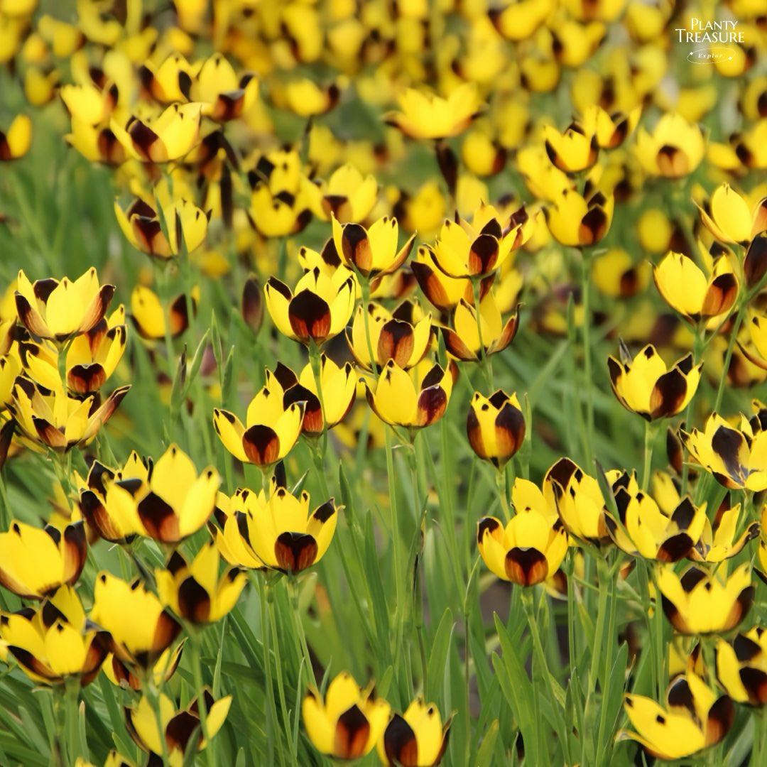Hesperantha Vaginata (harlequin evening flower)