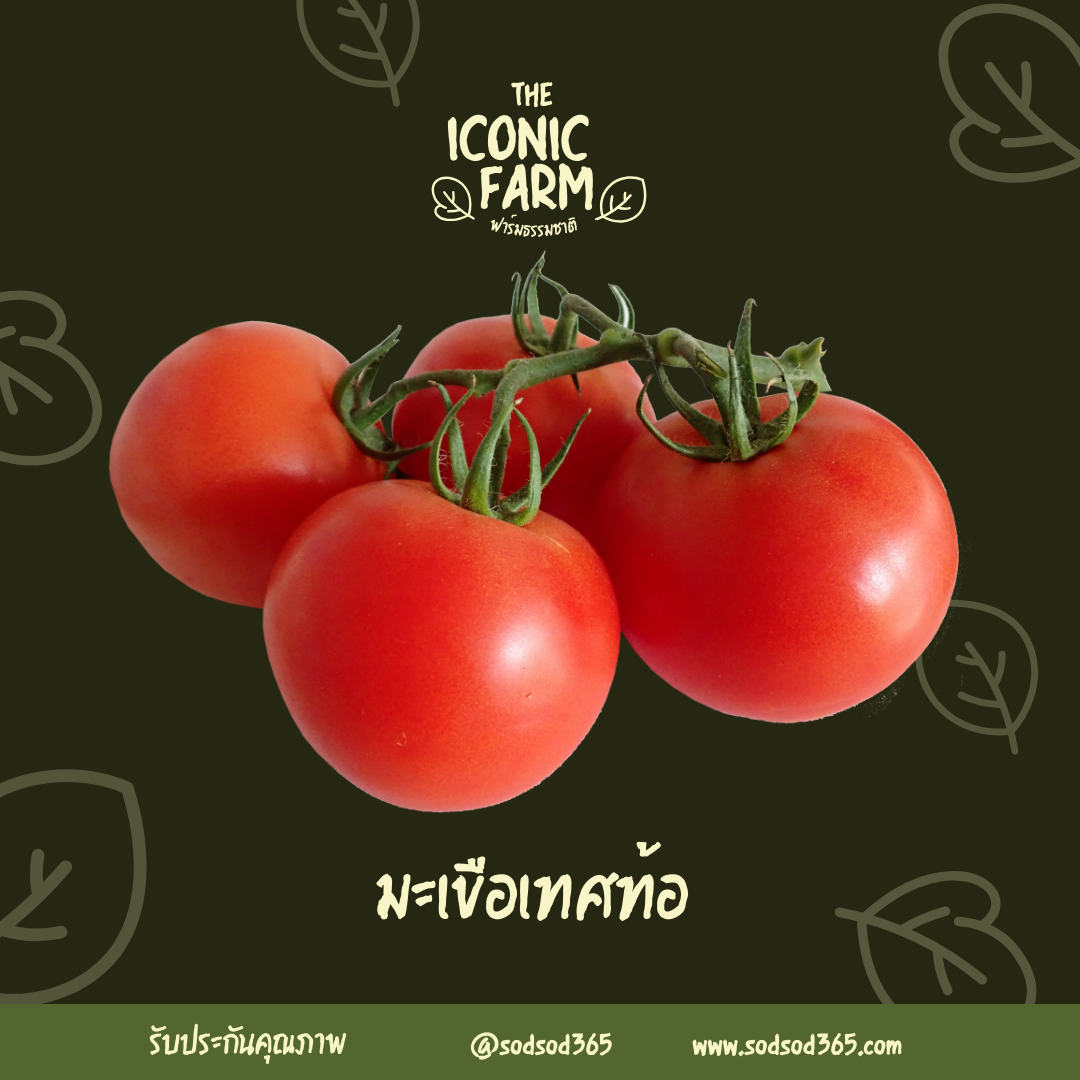 มะเขือเทศท้อ 500g ผักปลอดภัย
