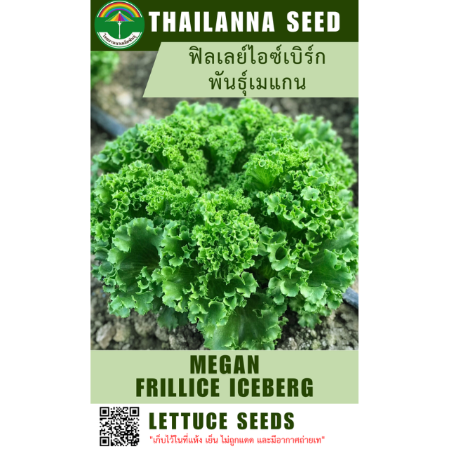 ฟิลเลย์ไอซ์เบิร์ก พันธุ์เมแกน ( ขนาด 10 กรัม ) รหัสสินค้า 1001