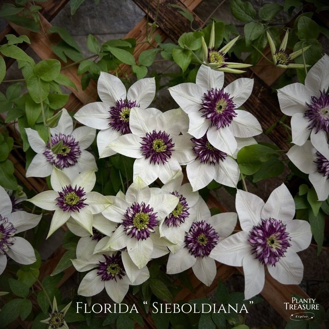 ‘Florida Siebodiana’ Clematis 