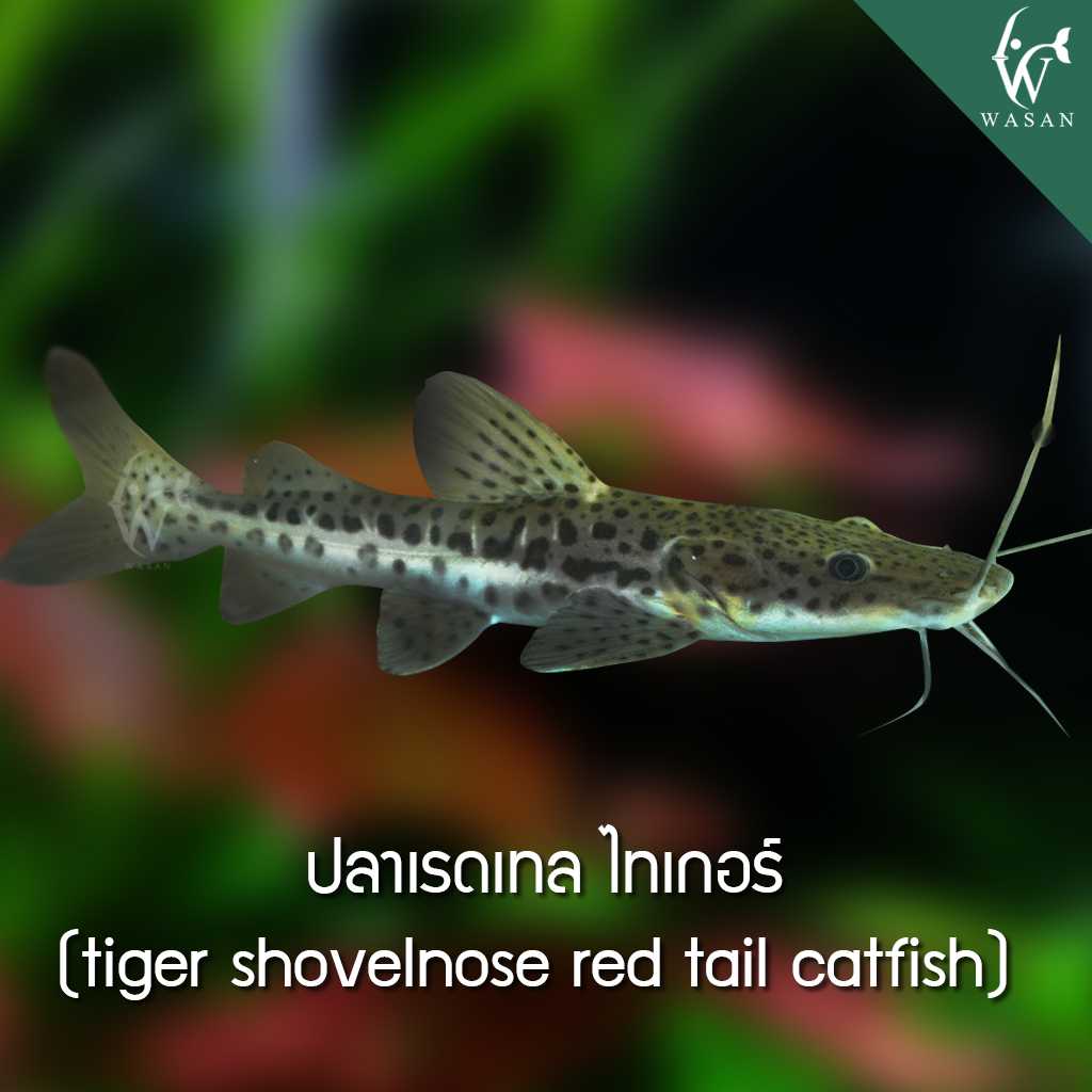 ปลาเรดเทลไทเกอร์ Tiger shovelnose red tail catfich (3 นิ้ว)