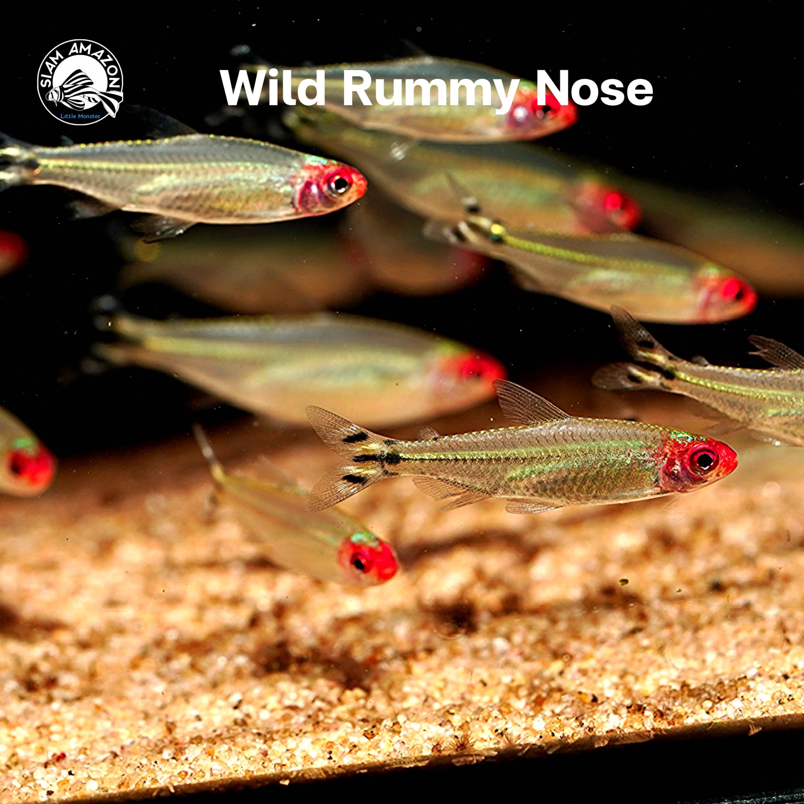 Wild Rummy Nose ไซส์ 3 cm 🇨🇴