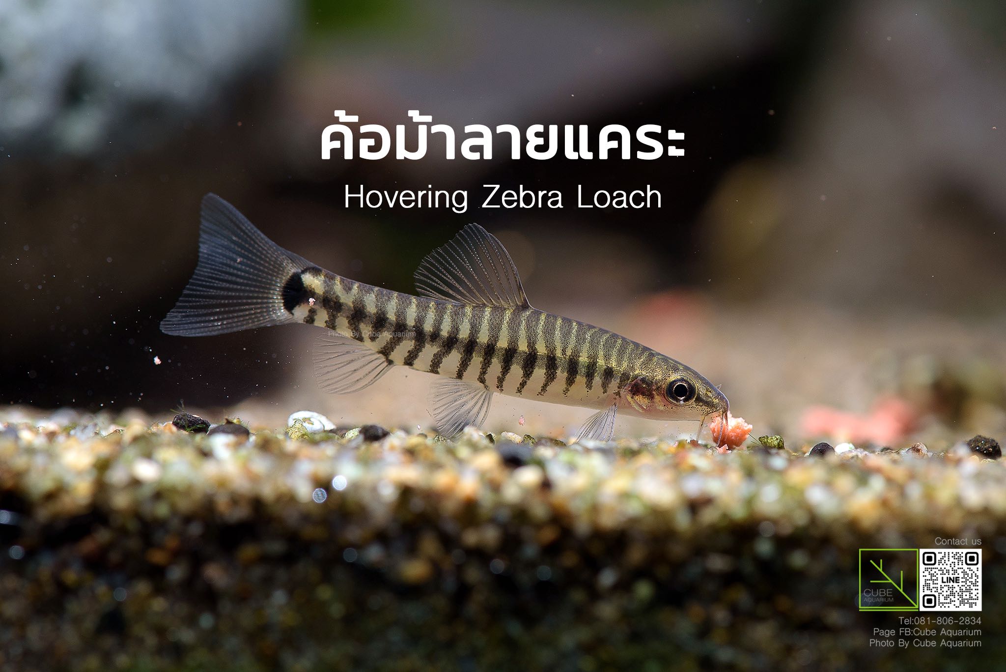 ปลาค้อม้าลายแคระ Hovering Zebra Loach , Yunnanilus cruciatus