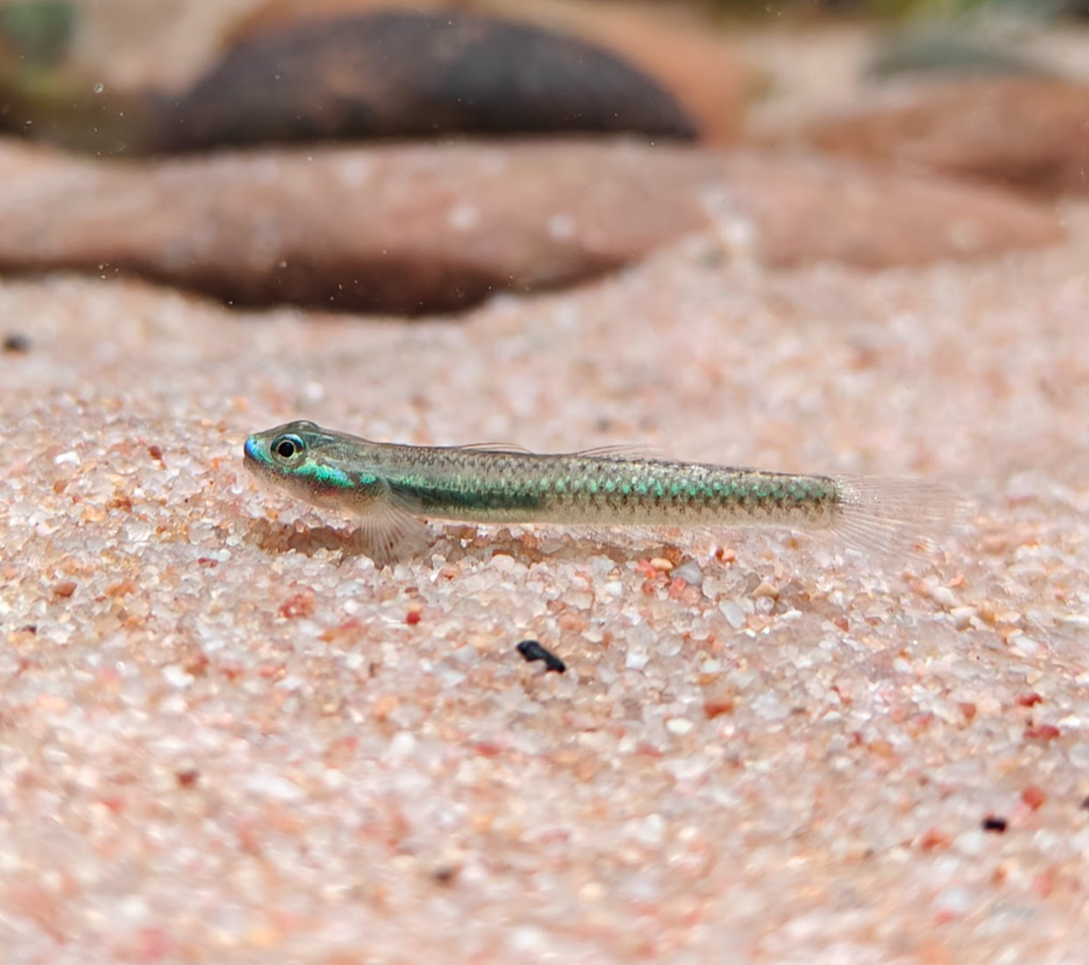 ปลาบู่แคระโคบอลบลู (Cobalt Blue Goby)