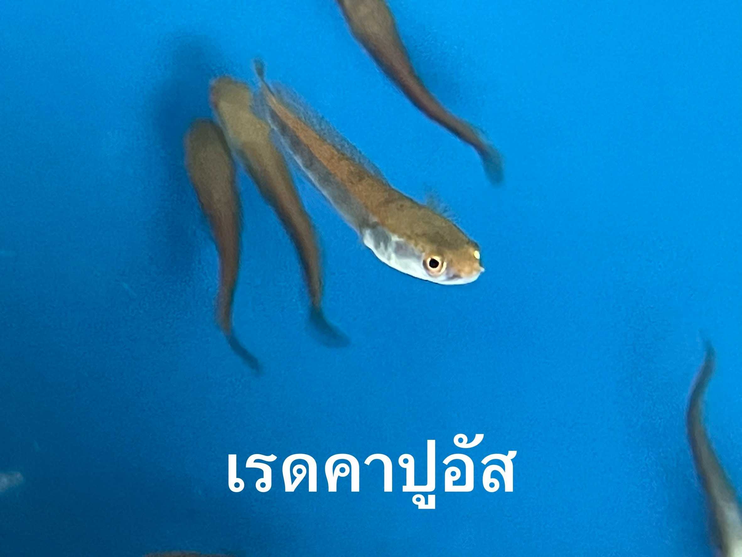 ช่อนเรดคาปูอัส (ไซส์ 2 นิ้ว )