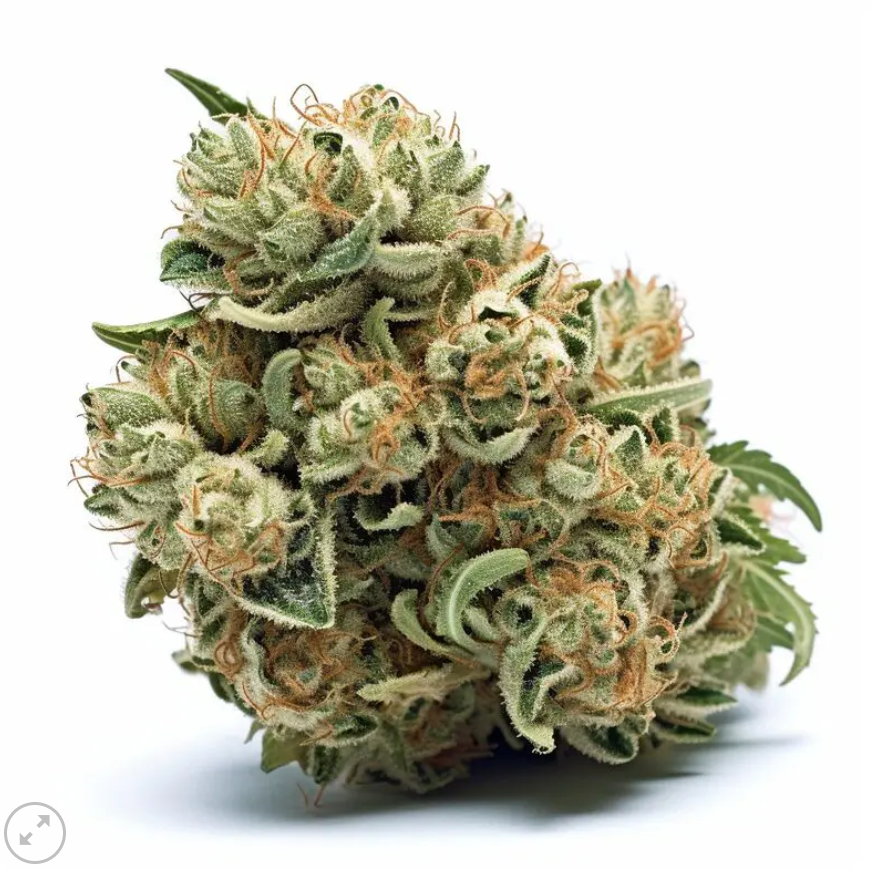 Power Plant feminized pack 3