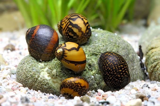 Nerite   Snail หอยฟักทอง 
