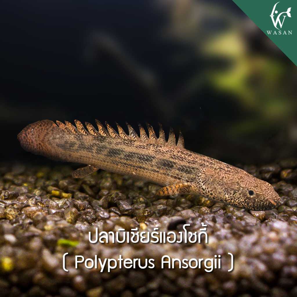 ปลาบิเชียร์แองโชกี้ Polyperus Ansorgii (ไซส์ 3-3.5 นิ้ว)