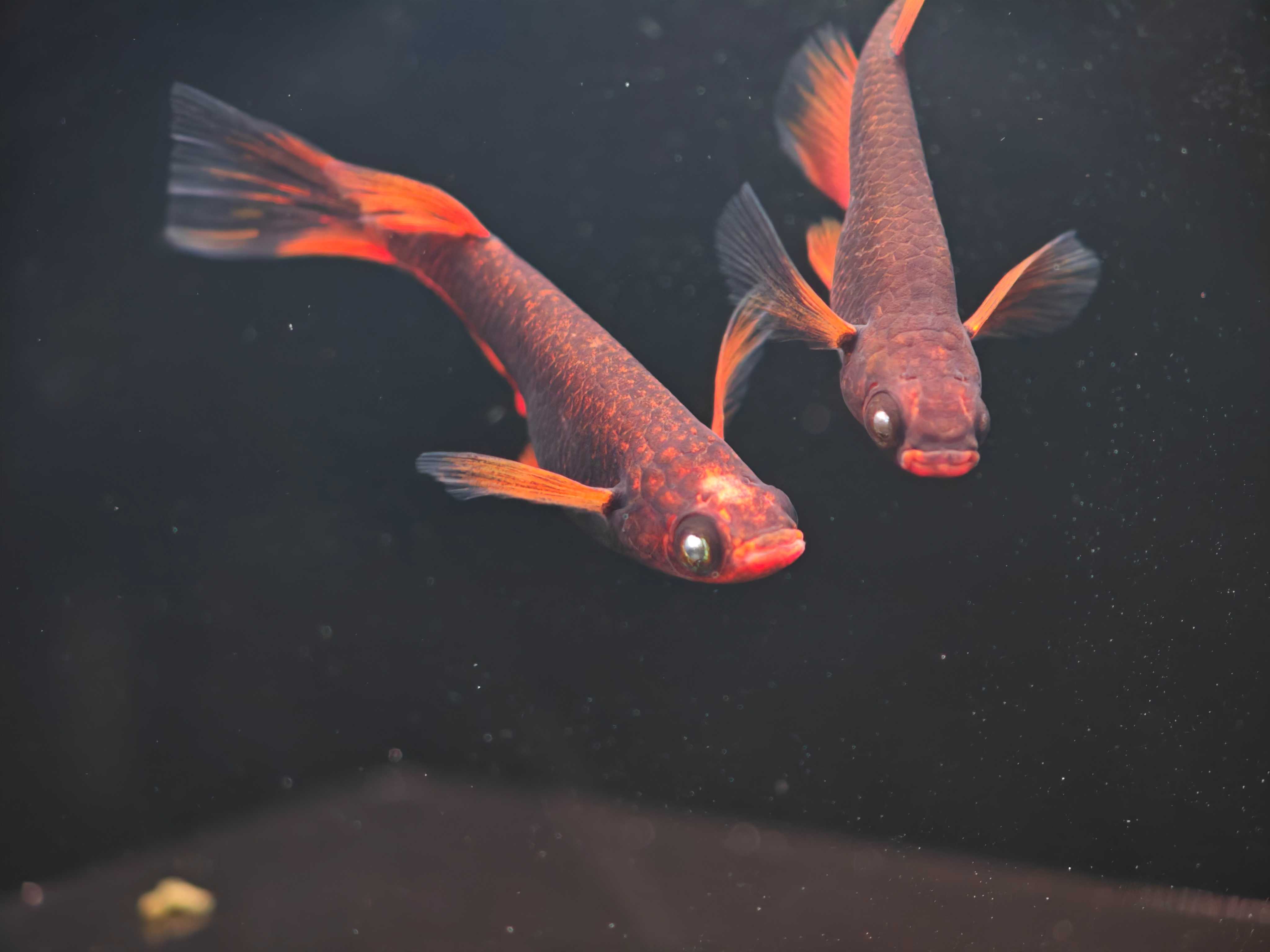 ปลาเมดากะนำเข้าจากญี่ปุ่น Shukage RLF