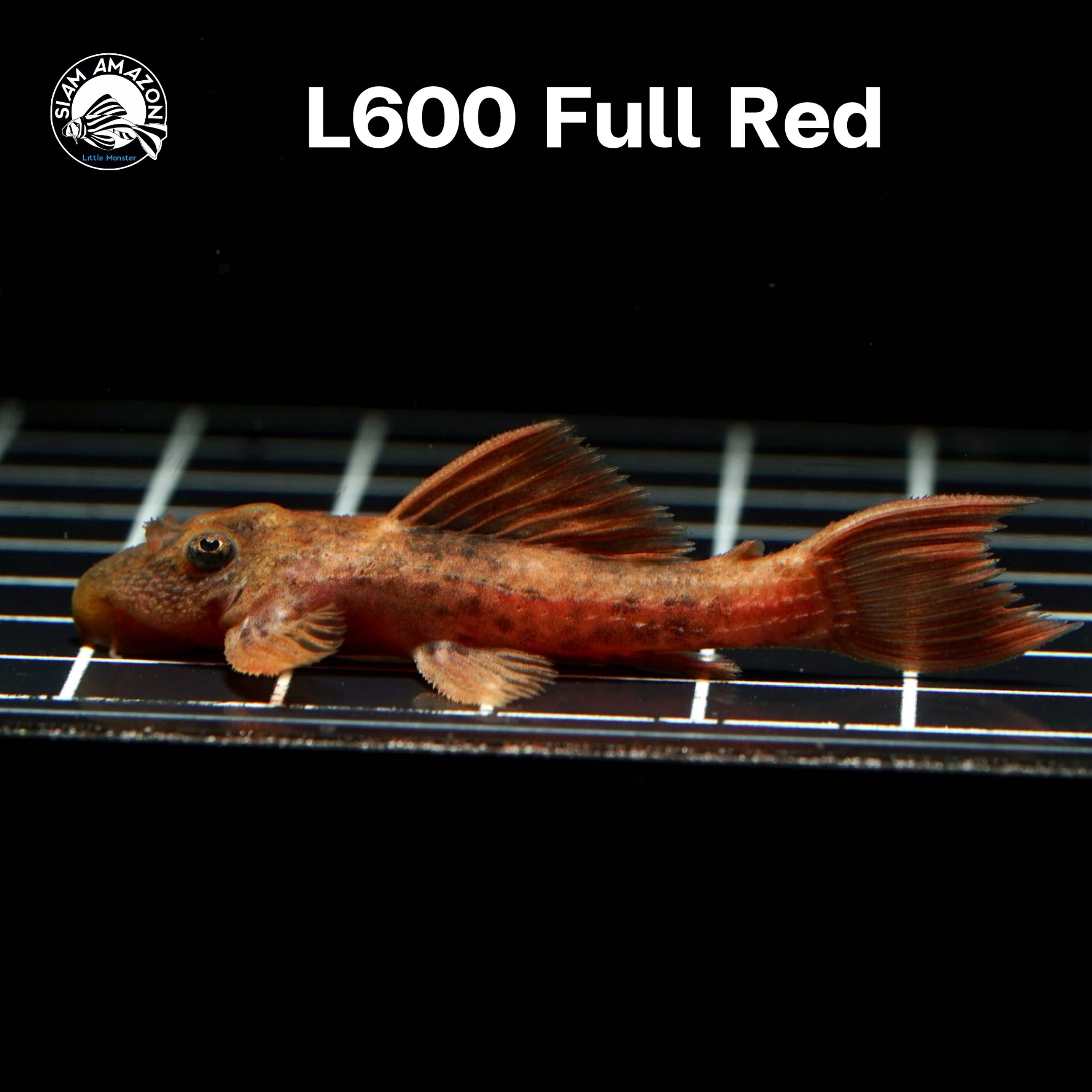 L600 Full Red ไซส์ 1.5 นิ้ว