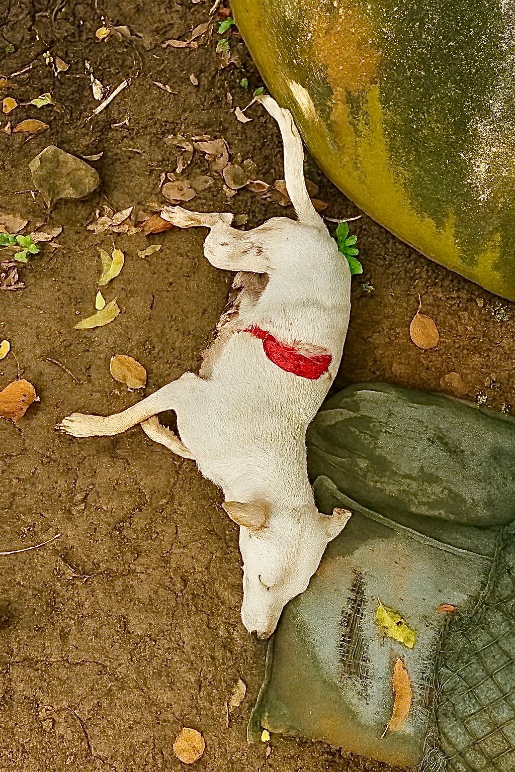 บริจาค 📍เคสที่ 2372 น้องแม่ขาวจันทบุรี ถูกฟันหลังเพราะวิ่งหาอาหารแถวแนวชายแดน