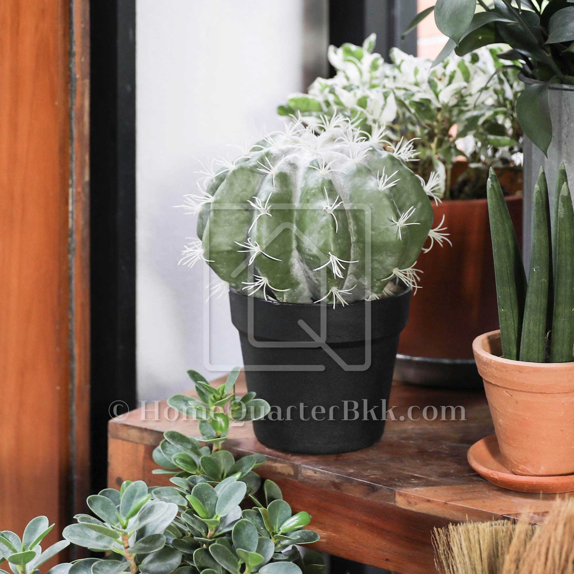ต้นกระบองเพชรเทียม คราวน์แคคตัส | Crown Cactus