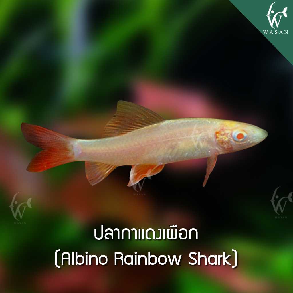 ปลากาแดงเผือก Albino Rainbow Shark (ไซส์ 2-2.5 นิ้ว)