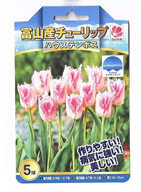 Tulip Hoistenbosch 