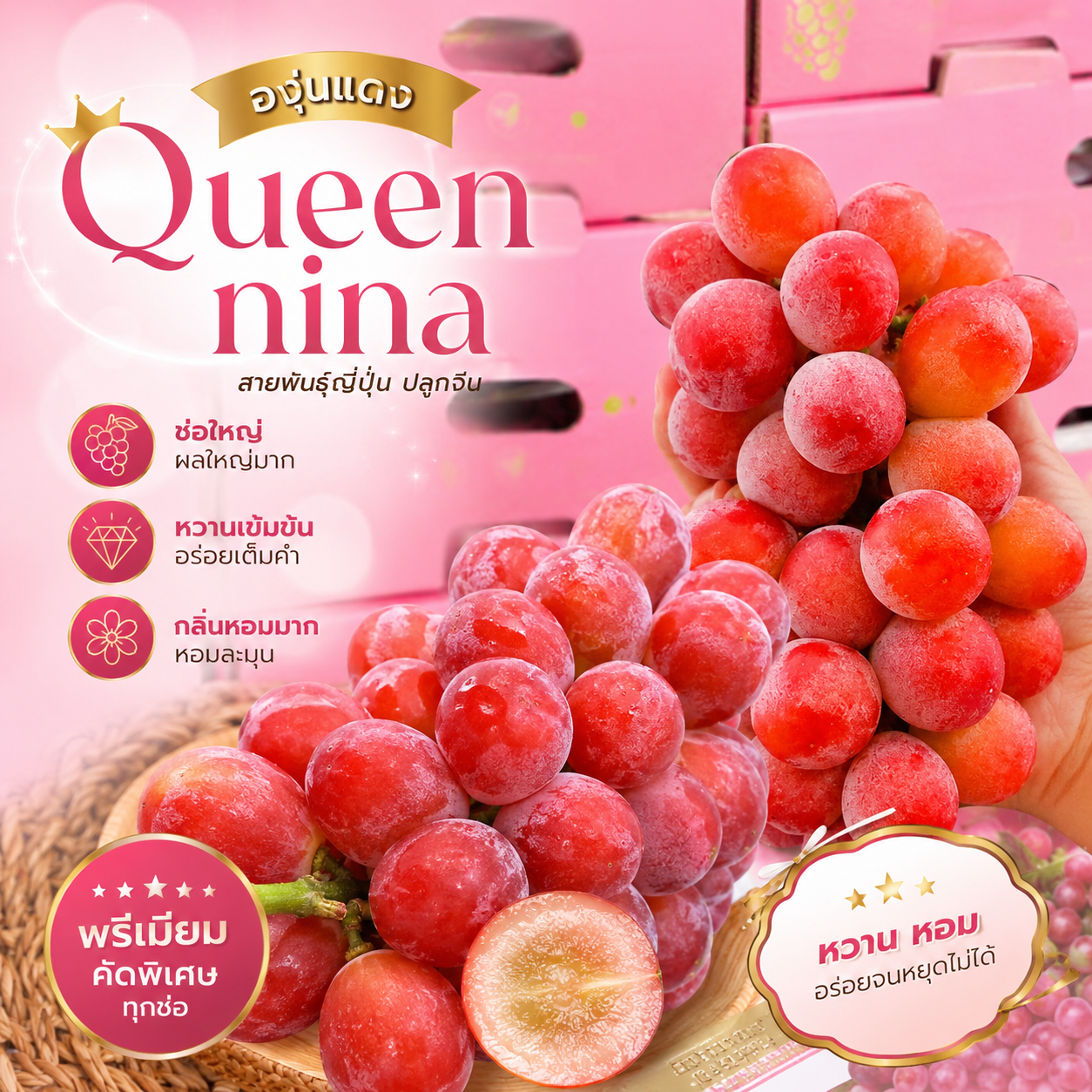 องุ่นแดง Queen Nina จีน ยกลัง 3 ช่อ