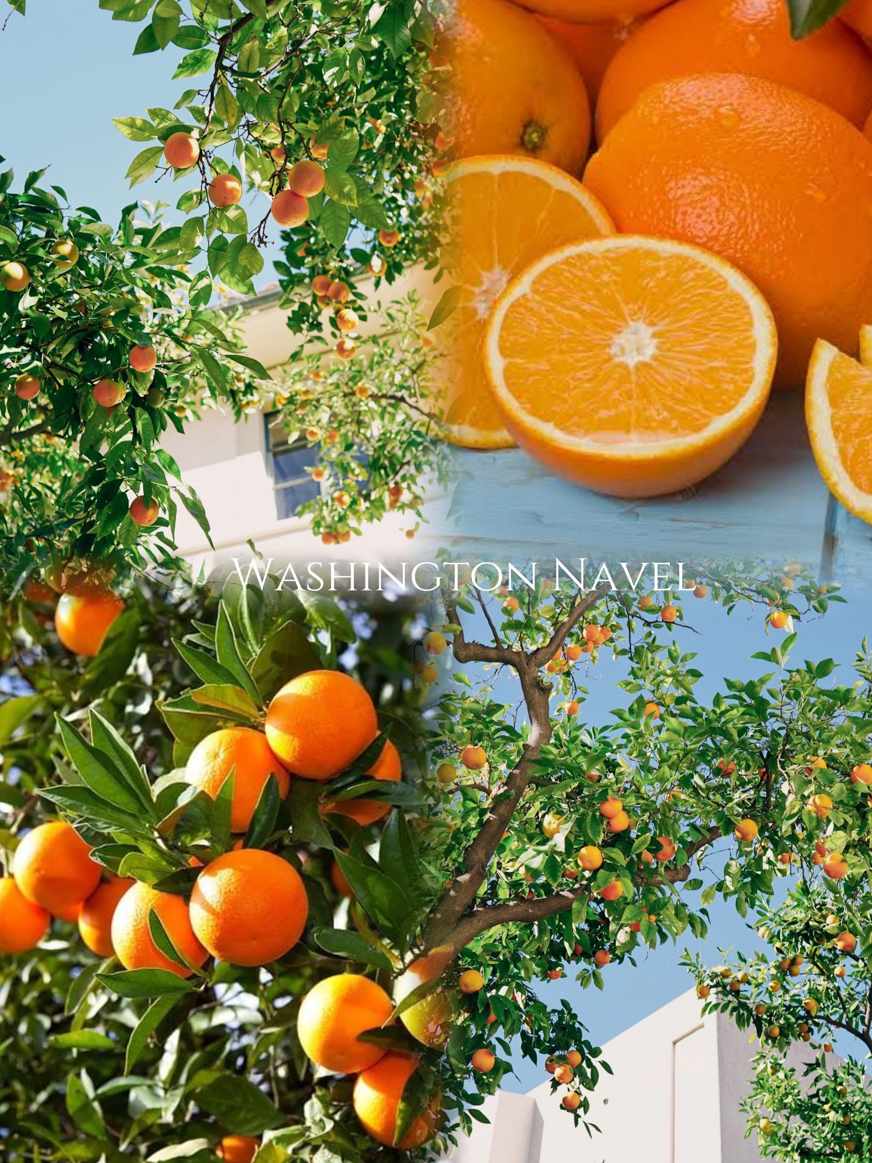 Orange ’Washington Navel‘