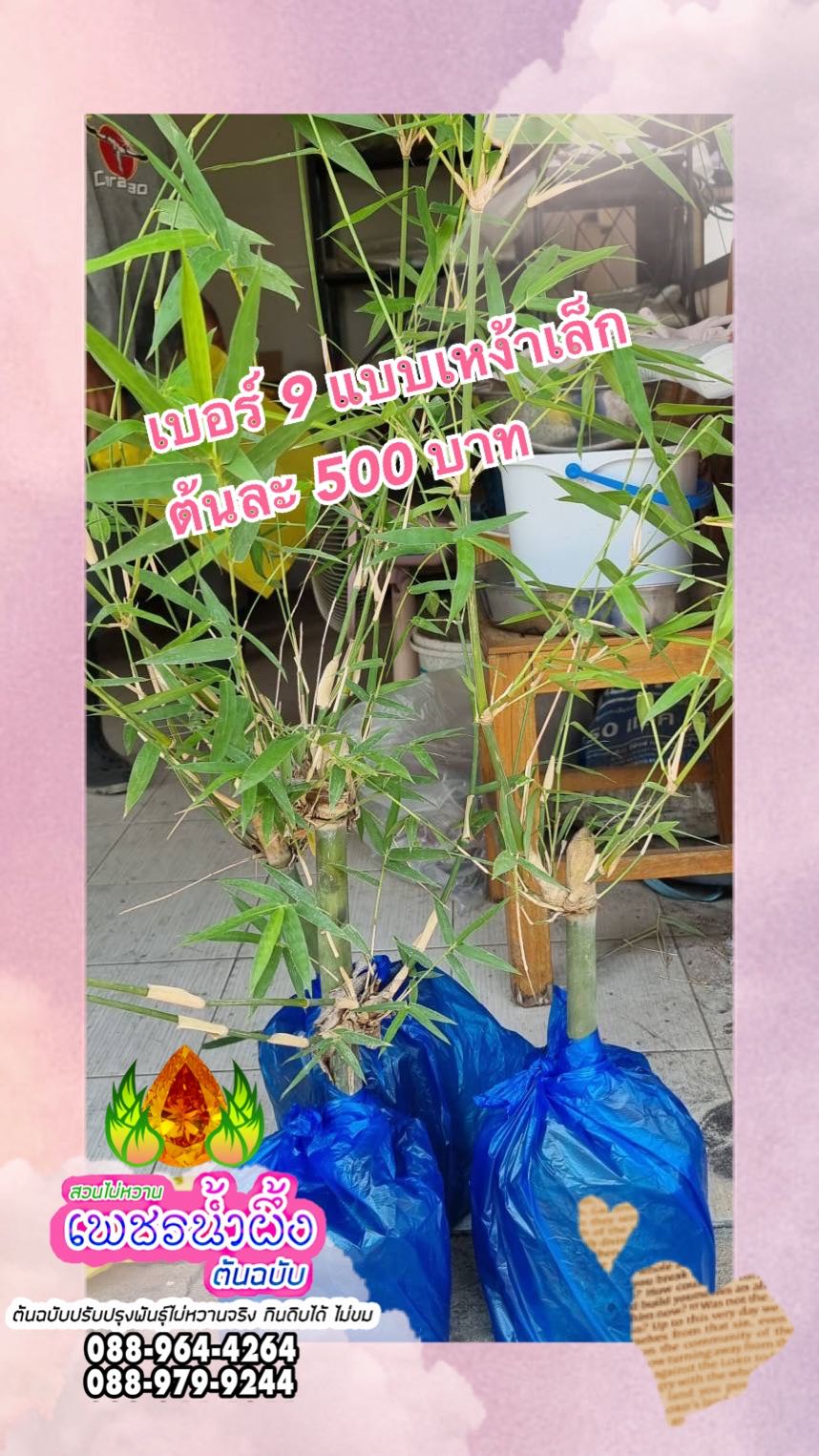 ไผ่บงหวานเพชรน้ำผึ้ง เบอร์ 9 เหง้าเล็ก สวนต้นฉบับ