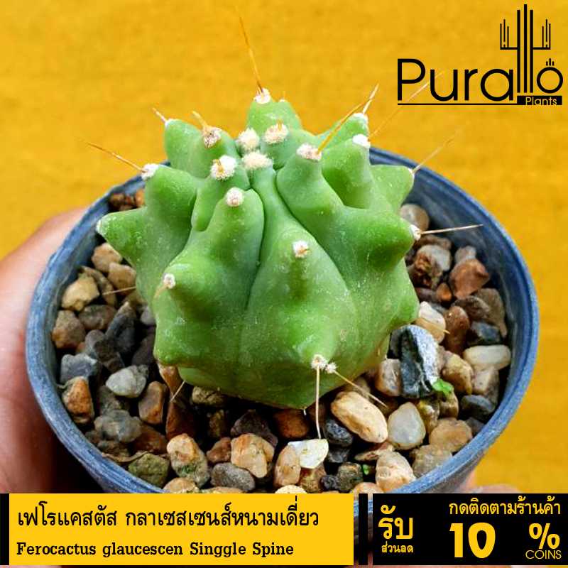 ต้นกระบองเพชร แคสตัส เฟโรแคสตัส กลาเซสเซนส์หนามเดี่ยว Ferocactus glaucescen Singgle Spine #cactus