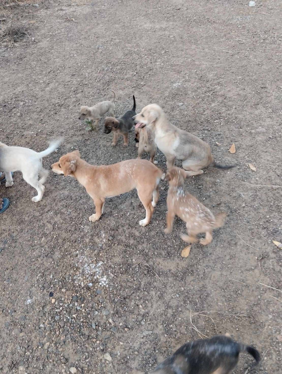 ร่วมบริจาคค่ารักษาลูกสุนัข 15 ตัวป่วยไข้หัด