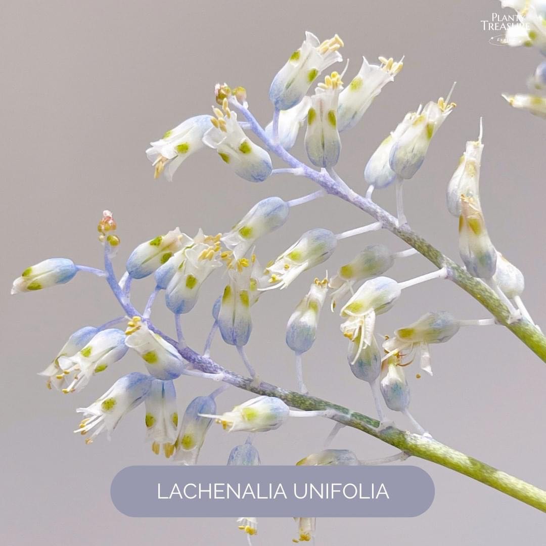 Lachenalia unifolia
