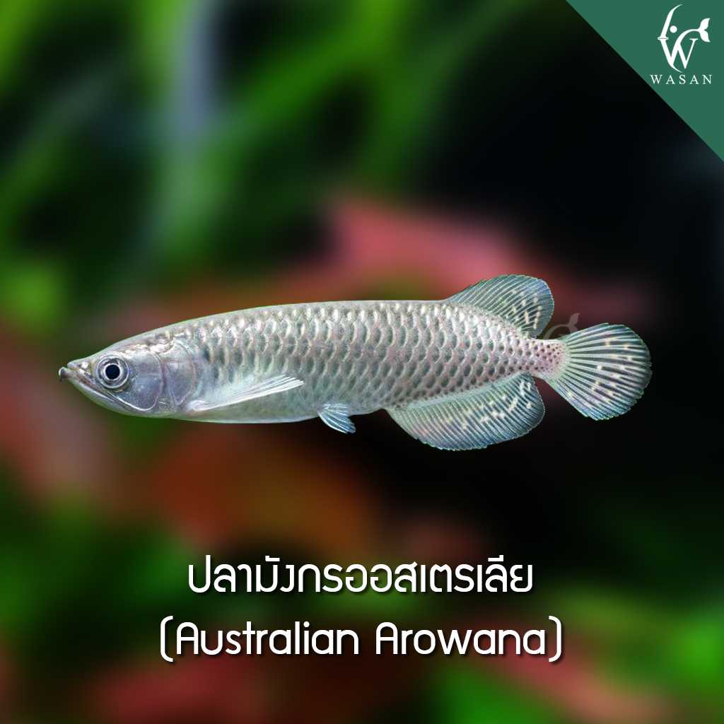 ปลามังกรออสเตรเลีย Australian Arowana (4 นิ้ว)