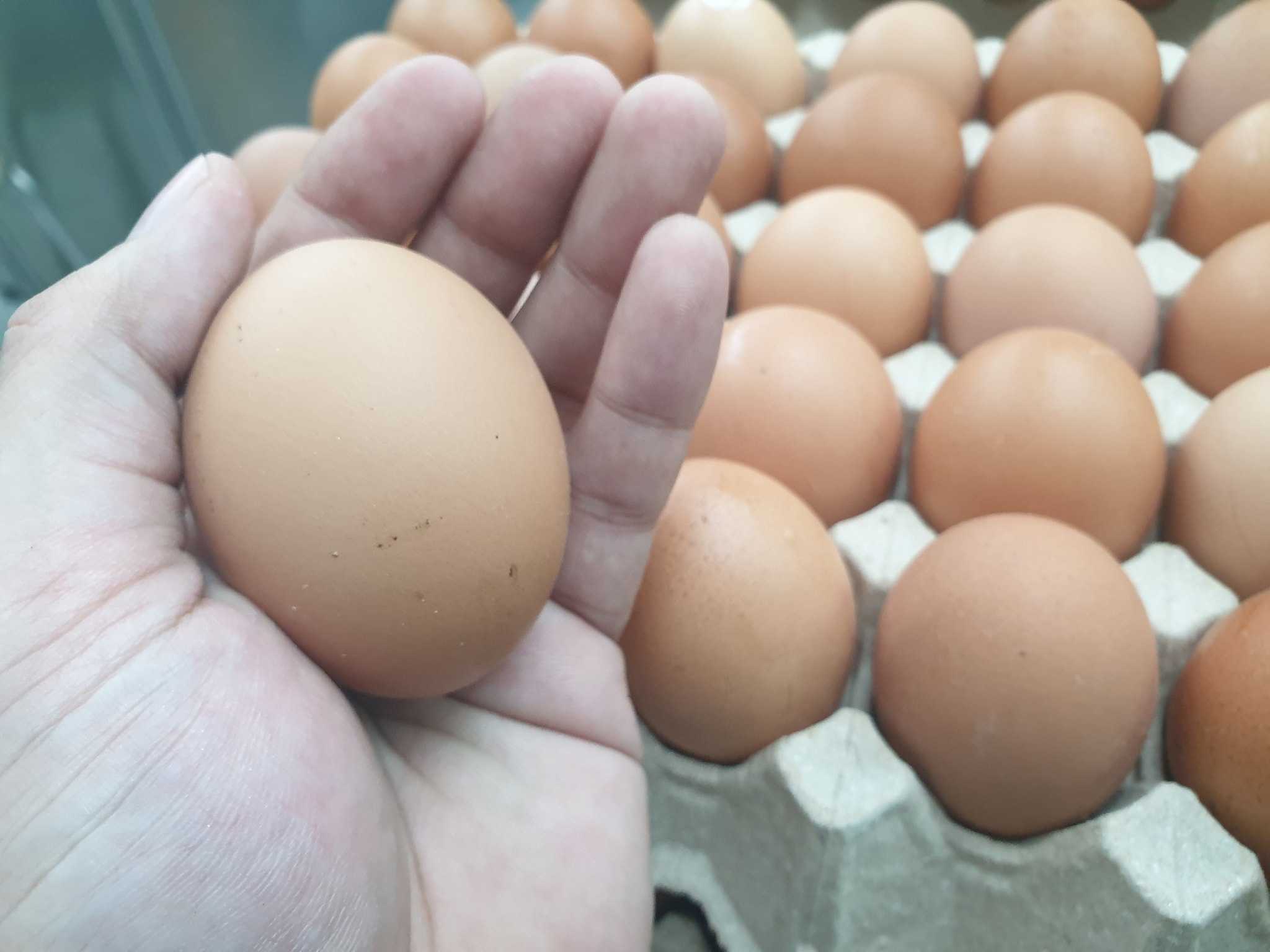ไข่ไก่สด Medium  แบบ10ฟอง ( Fresh Bio-eggs 10pcs)