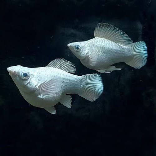 Platinum balloon molly 