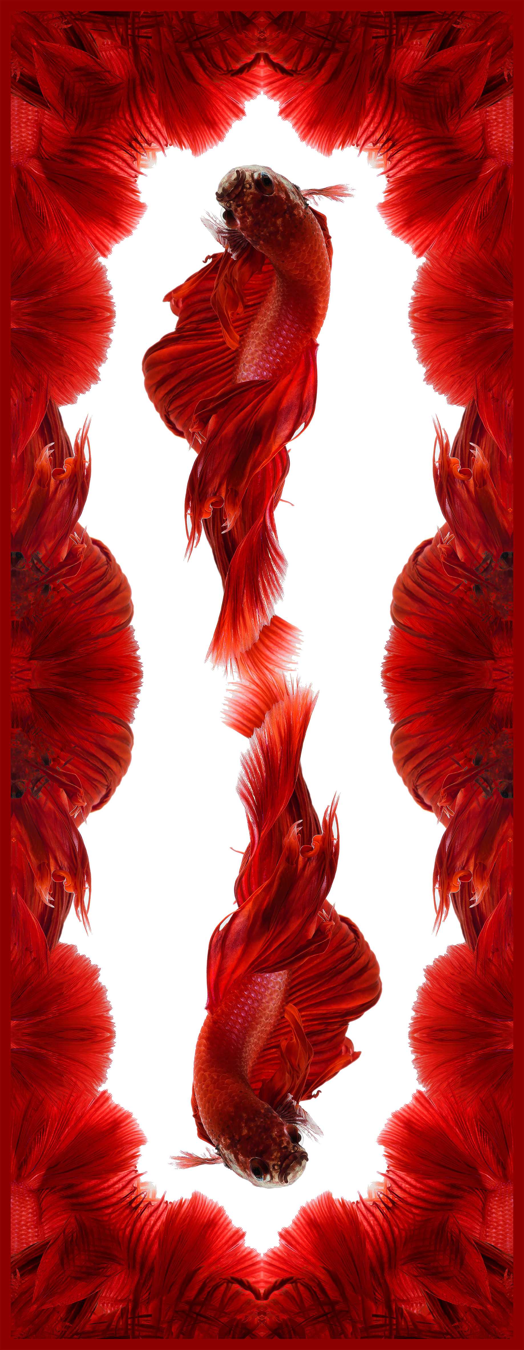 An Image
