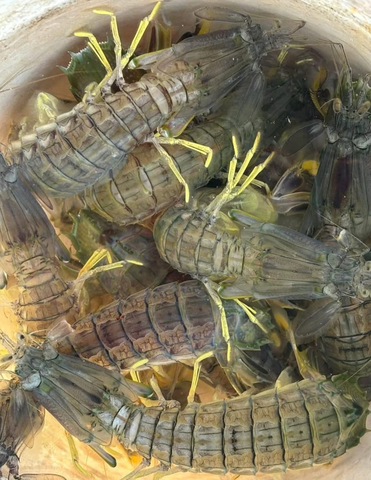 กั้งแก้ว นึ่งแกะ L XL MANTIS SHRIMPS