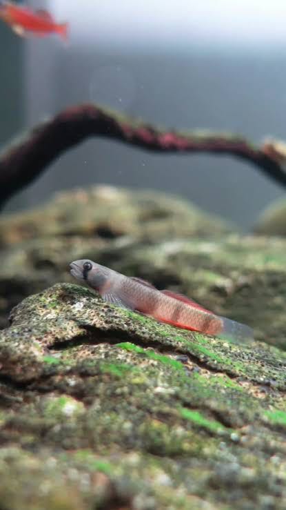 Red Belted Goby บู่แพนด้า