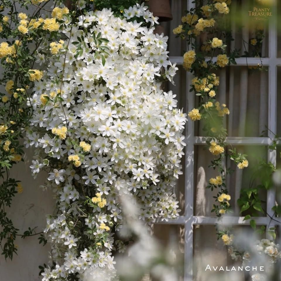 (Special)’Avalanche’ Clematis 