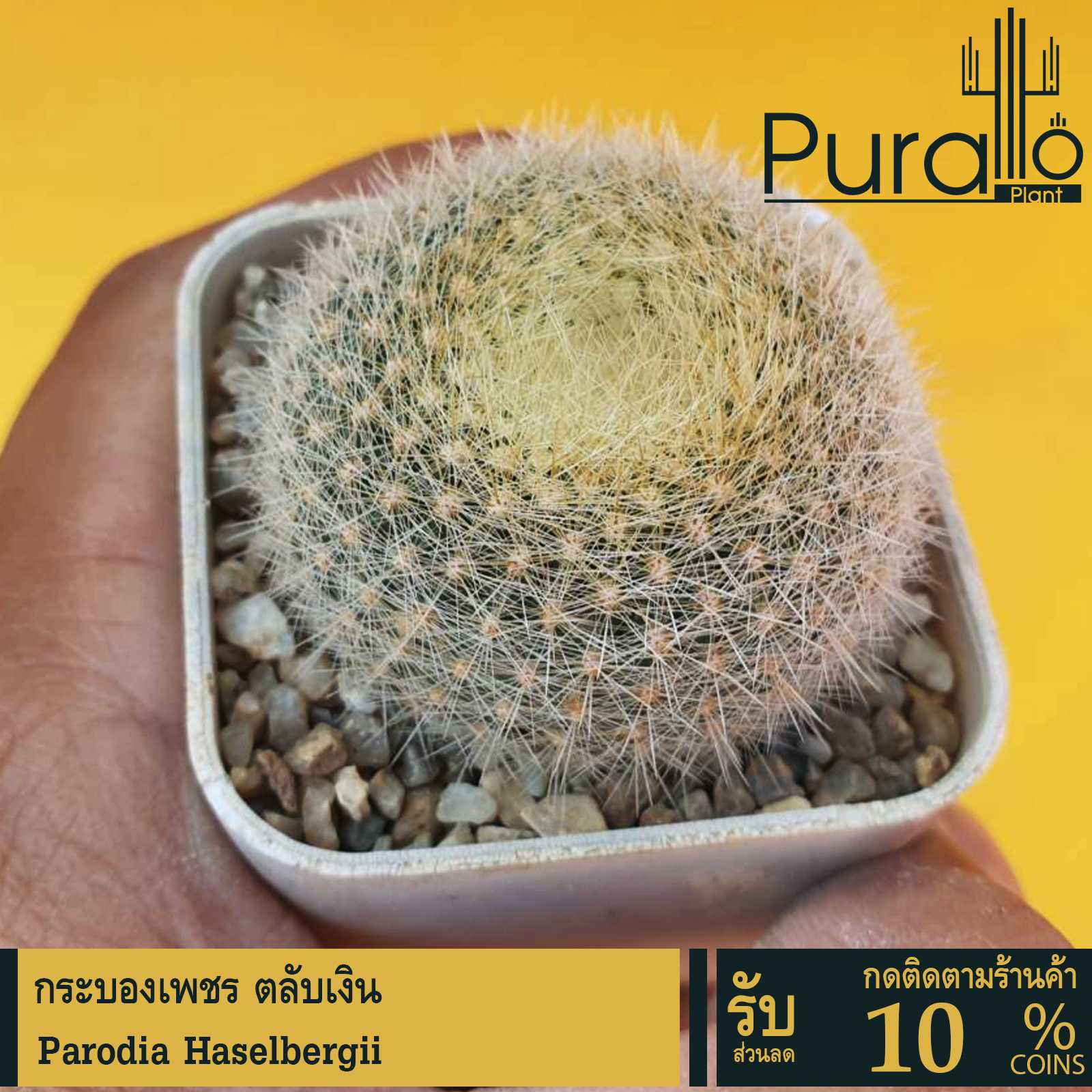 ต้นกระบองเพชร ตลับเงิน Prodia Haselbergii #Prodia #แคคตัส #cactus