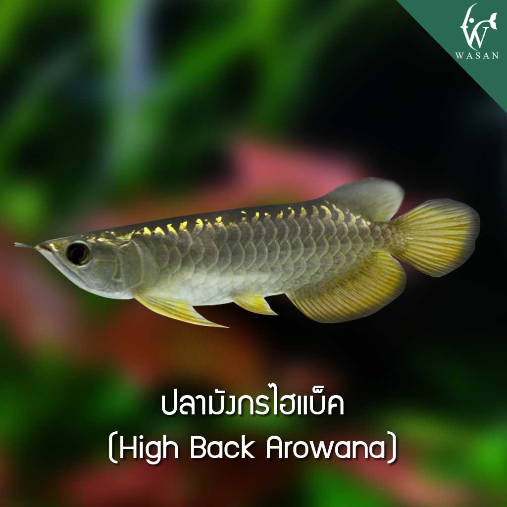 ปลามังกรไฮแบ็ค High Back Arowana (ไซส์ 4 นิ้ว )