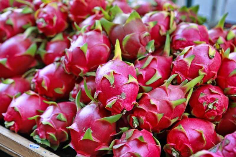 Dragon Fruit แก้วมังกร