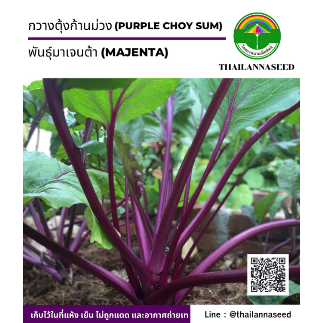 กวางตุ้งสีม่วง พันธุ์มาเจนต้า ( ขนาด 2 กรัม ) รหัสสินค้า 4015