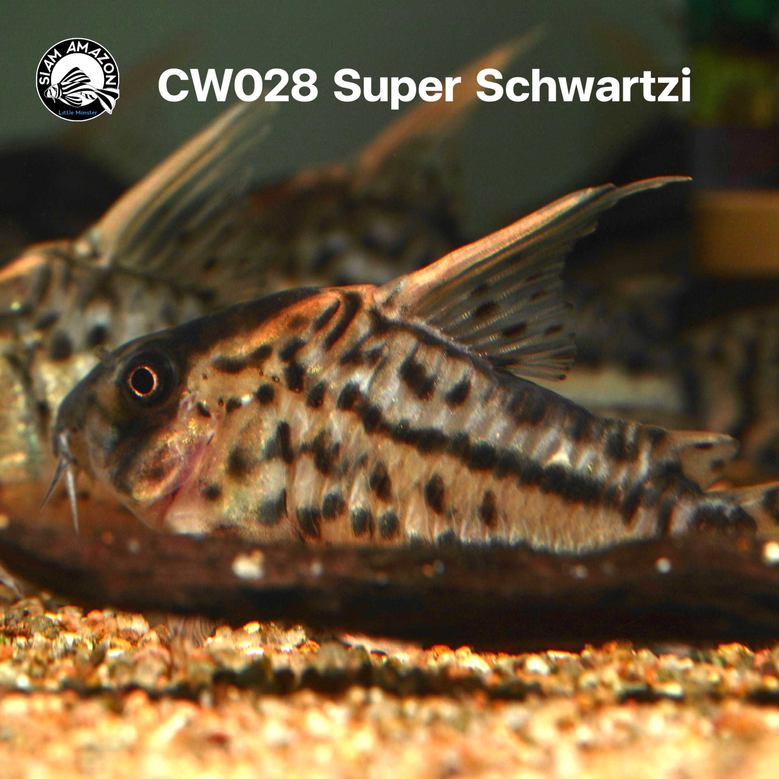 Corydoras CW028 Super Schwartzi ไซส์ 2.5 นิ้ว