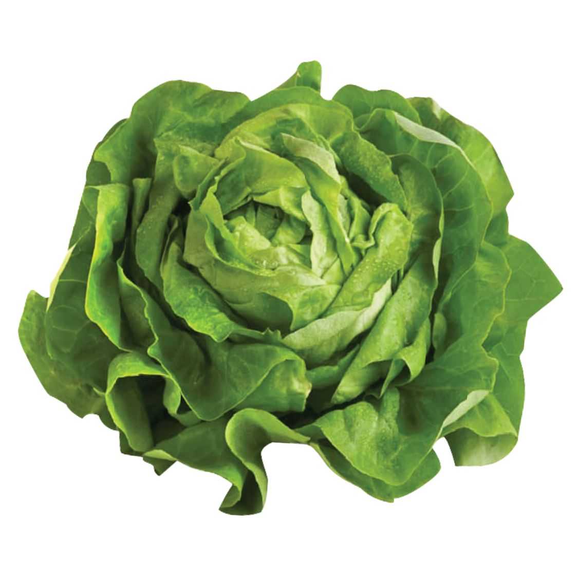 บัตเตอร์เฮด Butterhead Lettuce 300 กรัม