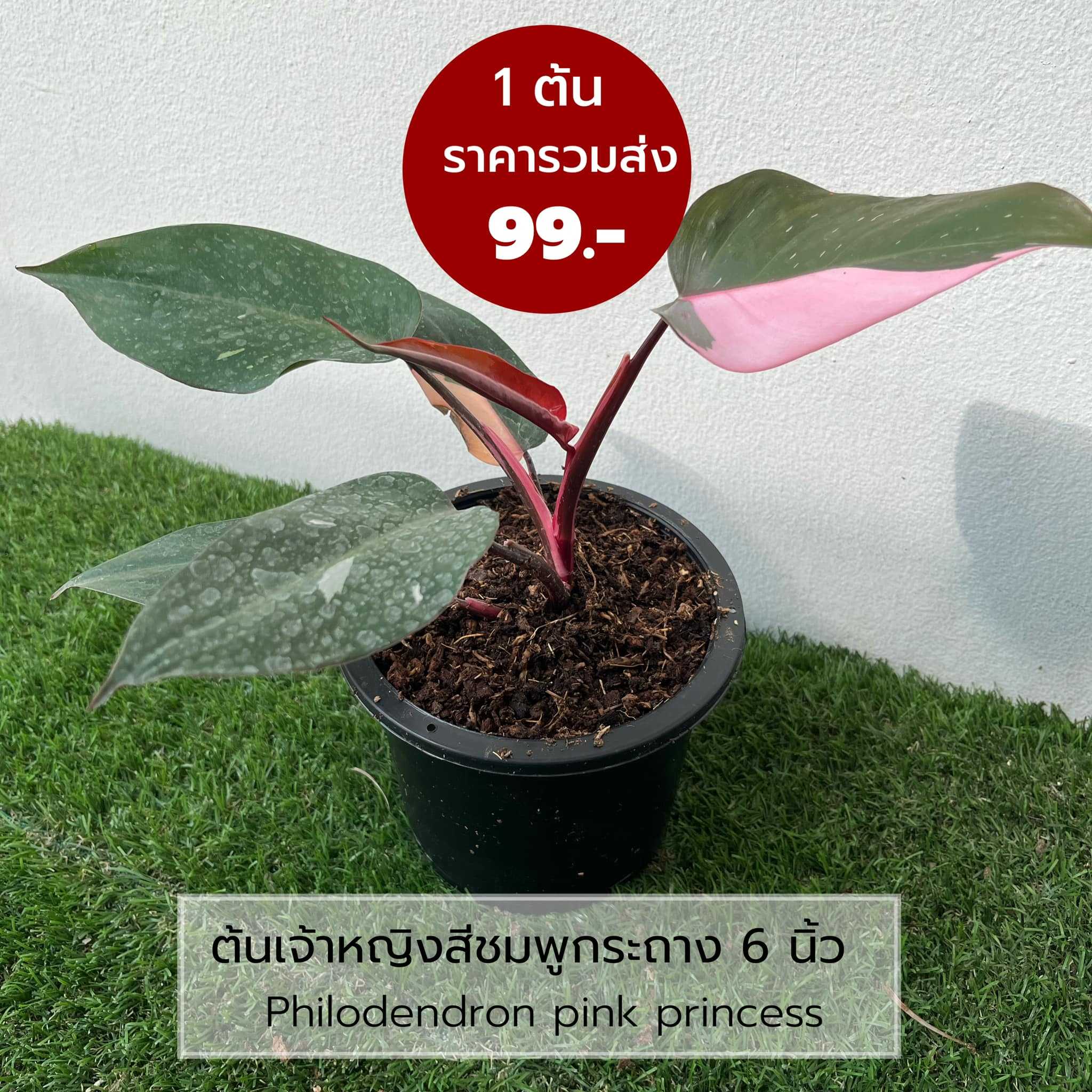 ต้นฟิโลเดรนดรอน พิงค์ปริ้นเซส เจ้าหญิงสีชมพู ด่างชมพู 1 ใบ ขนาดกระถาง 6 นิ้ว