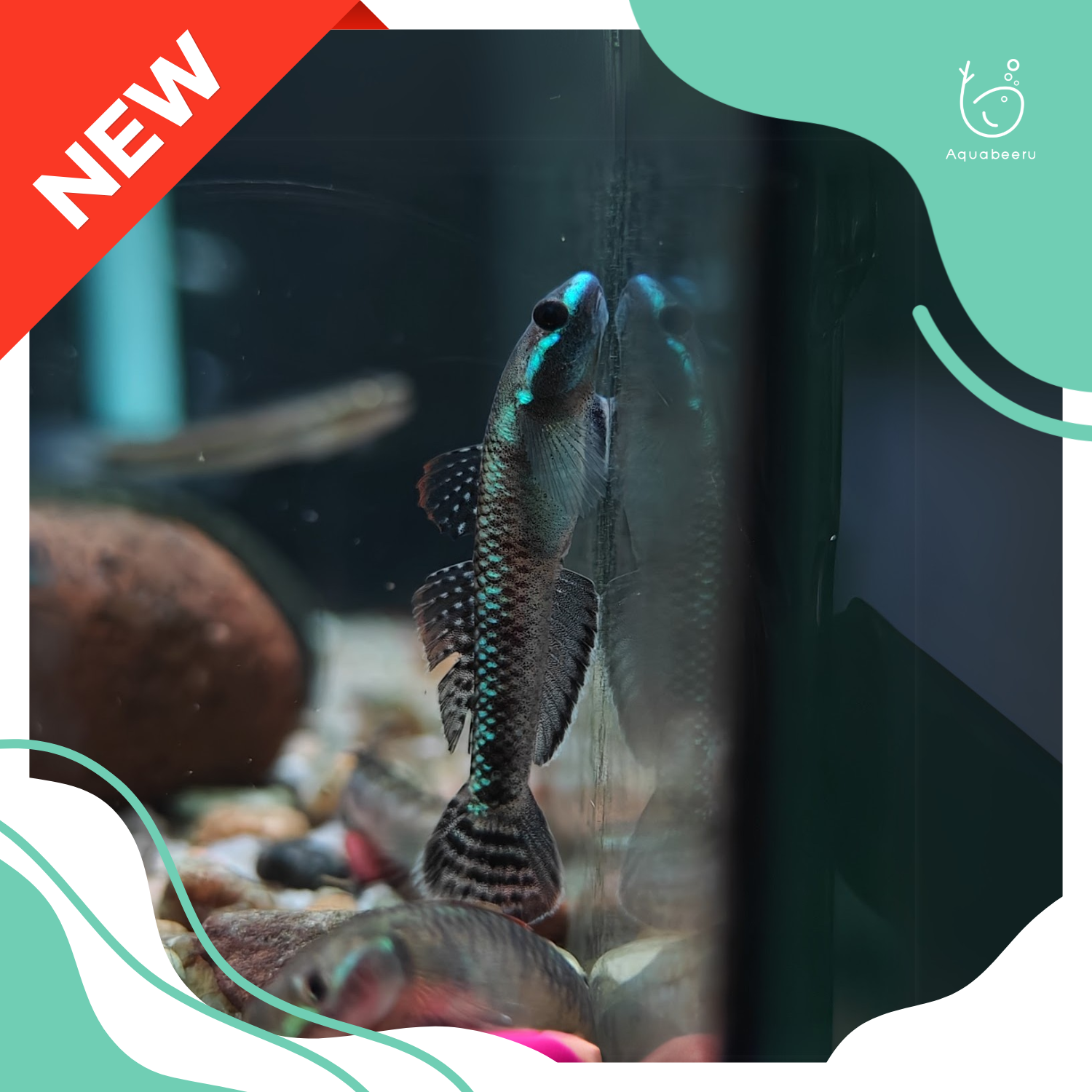 [NEW!] ปลาบู่แคระอิเล็กทริกบลู (Stiphodon atropurpureus)