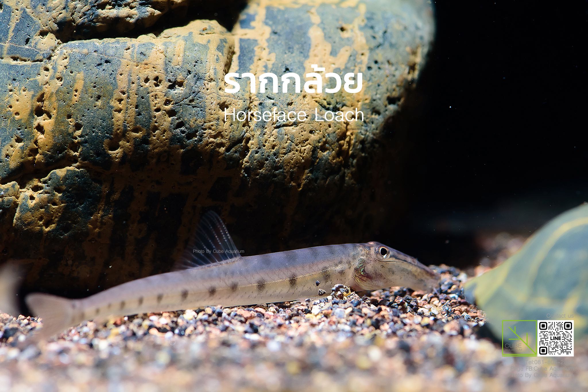 รากกล้วย Horseface Loach